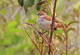 Yellow-chinned Spinetail